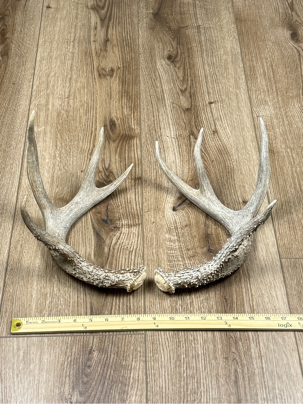 Authentic Naturally Shed Whitetail Deer Antlers 1 Pair